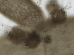 Chondria dasyphylla