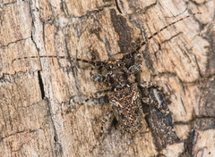 Aegomorphus circumflexus