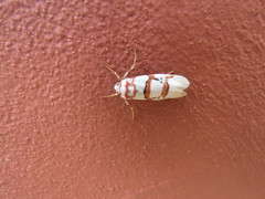 Cyana cruentata