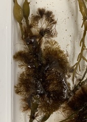 Vertebrata lanosa