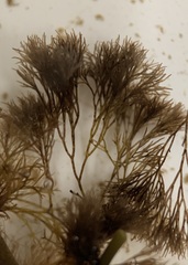 Vertebrata lanosa