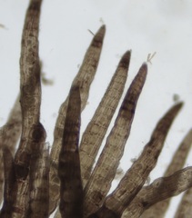Vertebrata lanosa