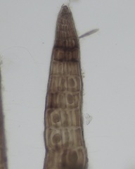 Vertebrata lanosa