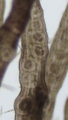 Vertebrata lanosa