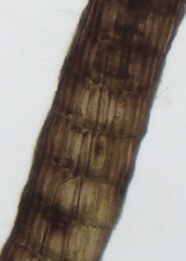 Vertebrata lanosa