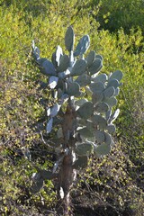 Opuntia quimilo