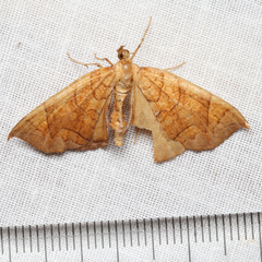 Eulithis gracilineata