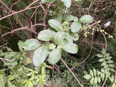 Ligustrum sinense