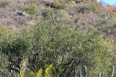 Aspidosperma quebracho-blanco