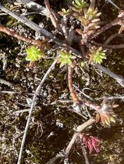 Portulaca sclerocarpa