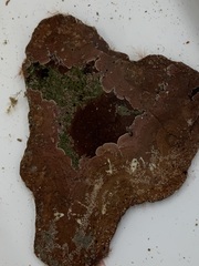 Mesophyllum lichenoides