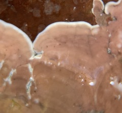 Mesophyllum lichenoides