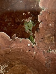 Mesophyllum lichenoides