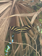 Heliconius charithonia