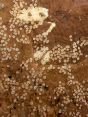 Mesophyllum lichenoides