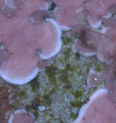 Mesophyllum lichenoides