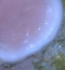 Mesophyllum lichenoides