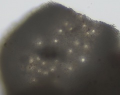 Mesophyllum lichenoides