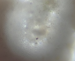 Mesophyllum lichenoides