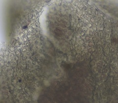 Mesophyllum lichenoides