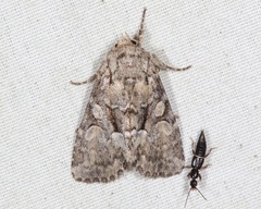 Eremobina leucoscelis