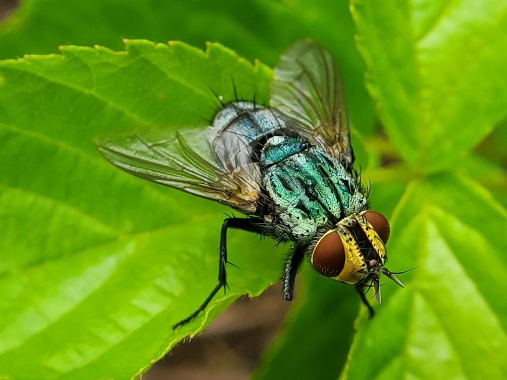 Mystacella chrysoprocta
