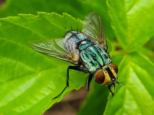 Mystacella chrysoprocta