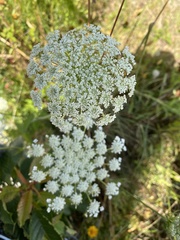 Angelica genuflexa
