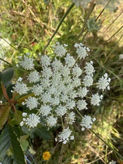 Angelica genuflexa