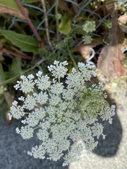 Angelica genuflexa