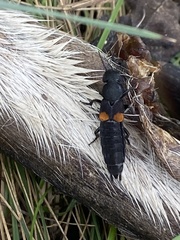 Platydracus fossator