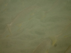 Umbrina roncador
