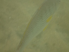 Umbrina roncador