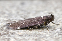 Chionodes argentipunctella