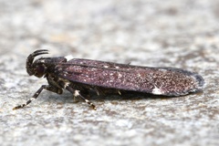 Chionodes argentipunctella