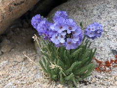 Polemonium eximium
