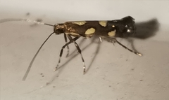 Calybites phasianipennella