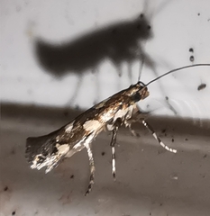 Calybites phasianipennella