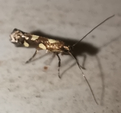 Calybites phasianipennella