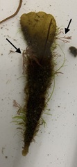 Ceramium deslongchampsii