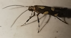 Calybites phasianipennella