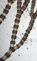 Ceramium deslongchampsii