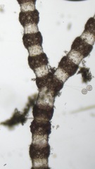 Ceramium deslongchampsii
