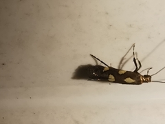 Calybites phasianipennella