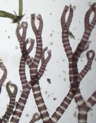 Ceramium deslongchampsii