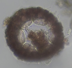 Ceramium deslongchampsii