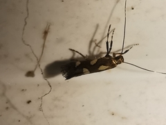 Calybites phasianipennella