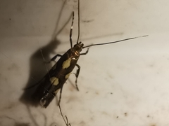 Calybites phasianipennella