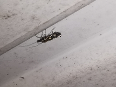 Calybites phasianipennella