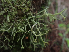Cladonia corniculata